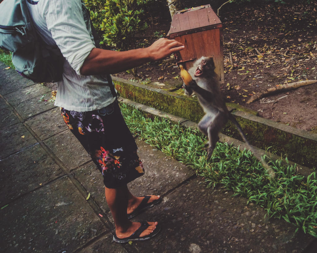 Ubud, Indonesia: a monkey stealing a banana.