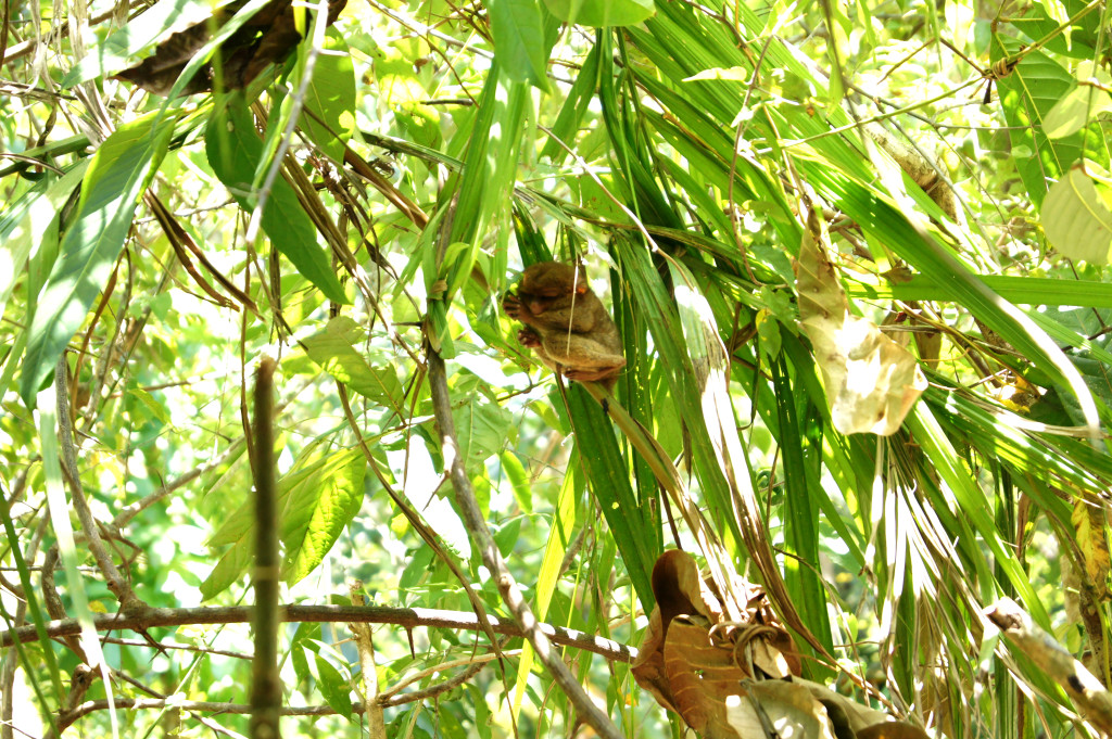 Bohol, Philippines: sleeping tarsier monkey.