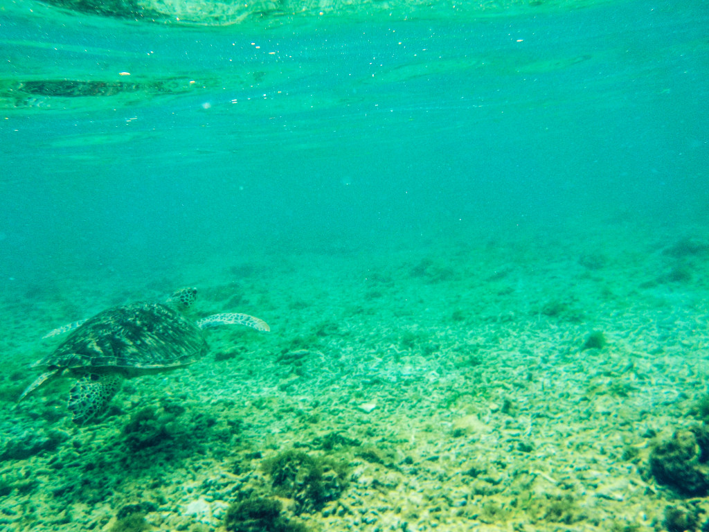 Gili Trawangan, Indonesia: SEATURTLE!!!