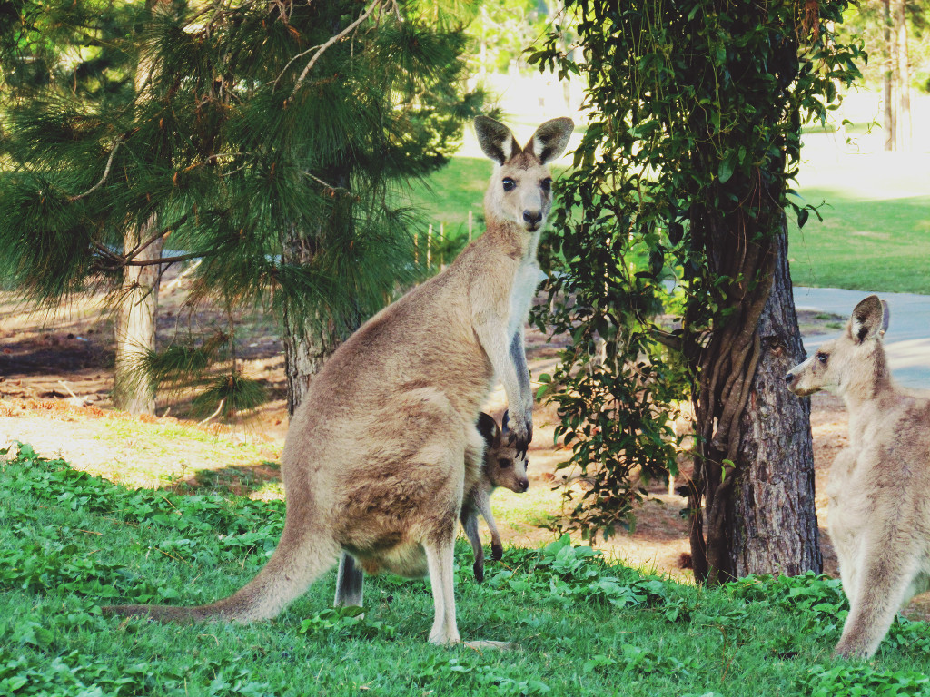 Gold Coast, Australia: kangaroo and joey.