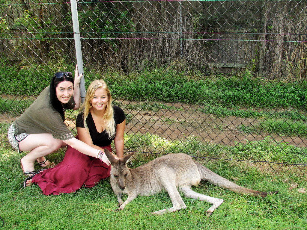 Brisbane, Australia: rudely interrupting a kangaroo chilling on the grass.