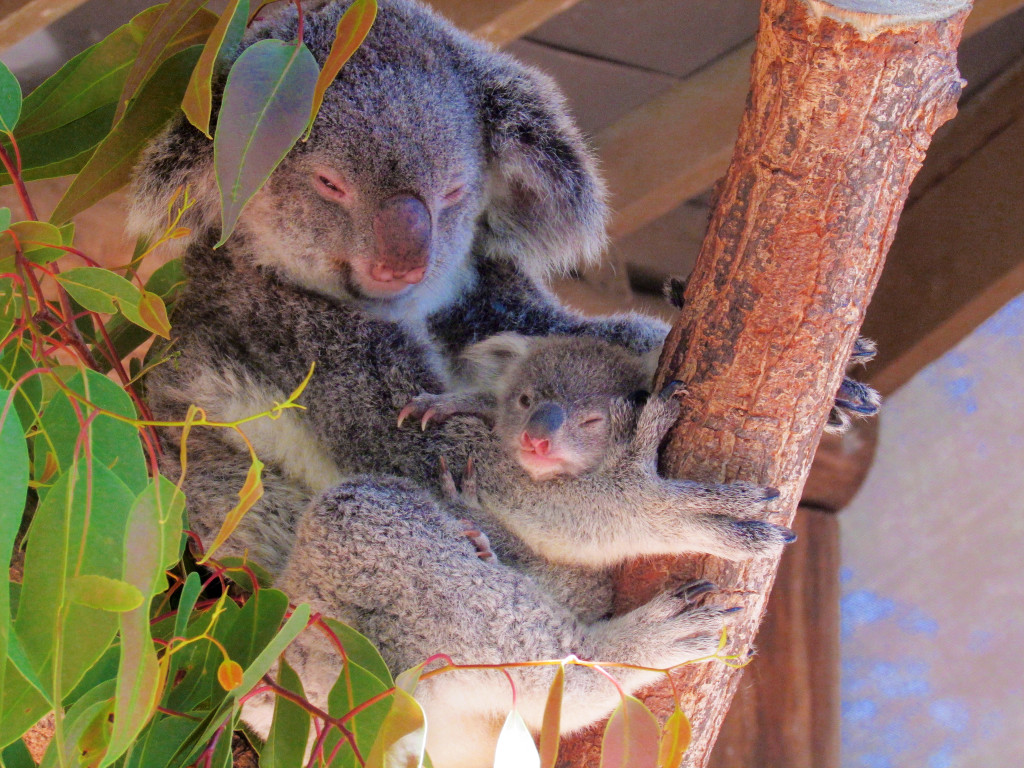 Townsville, Australia: baby koala and mum.